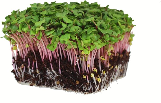 Mountain Valley Seed Co Radish Sprouting Seed - Red Arrow Variety - 5 Lb | Bulk Seed - Heirloom Radish Sprouts - Non-GMO Sprouting and Micro Radishes