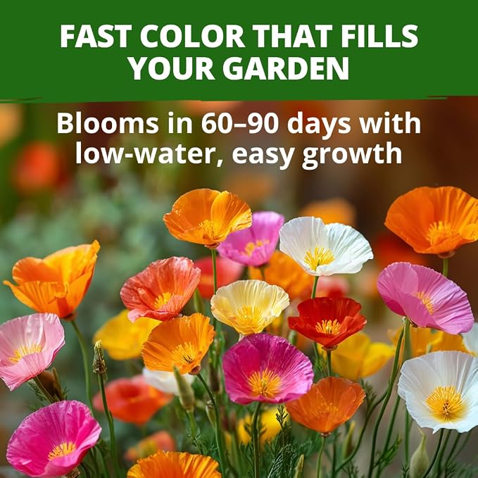 HOME GROWN California Poppy Formula Mix Flower Seeds for Spring 2026 Planting, Eschscholzia californica, 3000 Seeds 3.9g, Heirloom Non-GMO California Wildflower Seeds Bulk, Poppy Flower Seed
