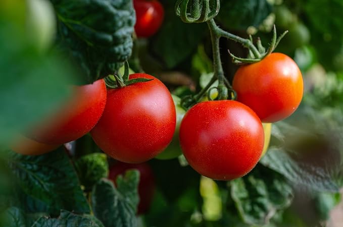 Set of 30 Vegetable and Herb Seeds - Semi Assorted - 100% Non-GMO & Heirloom - Great for Starting a Garden! High Germination Rate! (30)