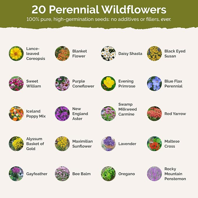 Eden Brothers Perennial Pollinator Wildflower Mixed Seeds for Planting, 1/4 lb, 120,000+ Seeds with Blue Flax, Coneflower | Attracts Pollinators, Plant in Spring or Fall, Zones 3, 4, 5, 6, 7, 8, 9, 10