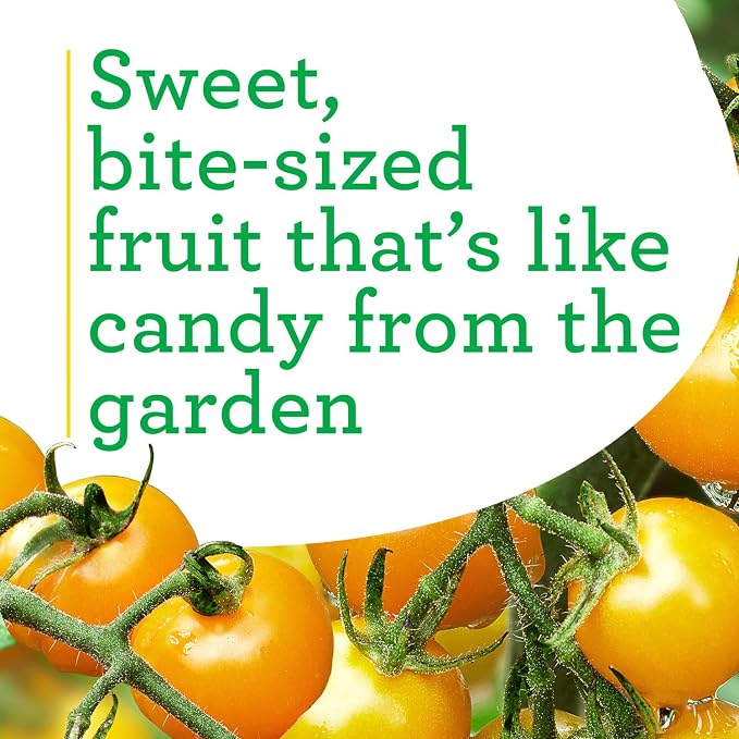 Bonnie Plants Sun Sugar Yellow Cherry Tomato - 4 Pack Live Plants, Disease Resistant, 7 - 9 Ft. Tall Plants, Great For Salads & Snacking