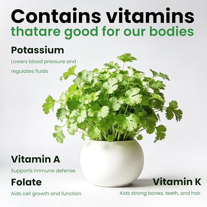 1200+ Cilantro Seeds for Planting Indoor Outdoor - Heirloom Coriander Herbs Seeds Kitchen Cooking Salads Vegetable Garden Easy to Grow
