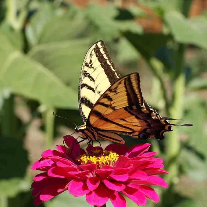 Zinnia Seeds for Outdoor Planting – ~3,000 Lilliput Semi-Dwarf Zinnia Seeds – 1–2" Dwarf Pompom-Style Blooms – Zinnia elegans Pollinator-Friendly Annual Flower Mix