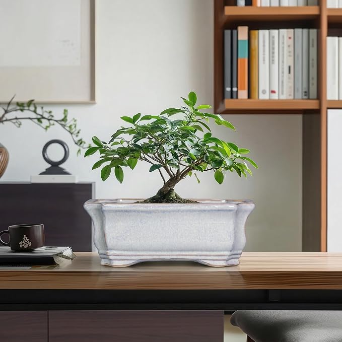 Ceramic Bonsai Planter - 11.6 Inch Bonsai Tree Pots for Succulent Plants, Succulent Planters with Drainage Hole, Shallow Decorative Planter, House Decor, House Warming Gifts, Rectangular Grey