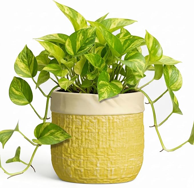 Ceramic Planter - 6 Inch Plant Pot with Drainage Hole and Plug, Round Unique Flower Pots for Indoor Plants, Boho Decorative Pot for Plants, Bookshelf Decor, Gifts for Plant Lovers, Yellow