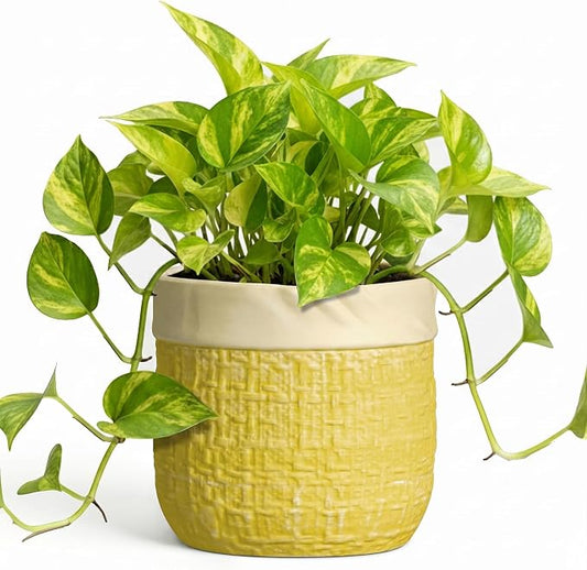 Ceramic Planter - 6 Inch Plant Pot with Drainage Hole and Plug, Round Unique Flower Pots for Indoor Plants, Boho Decorative Pot for Plants, Bookshelf Decor, Gifts for Plant Lovers, Yellow
