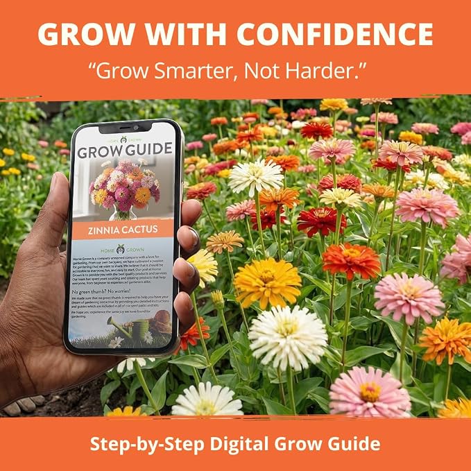 HOME GROWN Zinnia Cactus Mix Seeds – 2000 Heirloom Non-GMO Flower Seeds for Spring 2026 Planting Outdoors, Large Cactus Blooms, Tall Cut Flower Garden, USDA Zones 3–10 (Zinnia elegans)