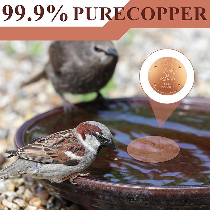 MorningRo 1 Pcs 4'' Bird Bath Copper Disk, 0.8mm Thick Reinforced 99.99% Pure Copper Disc birdbath Purification Disc, with 4 Point Support for Outdoor Birdbaths Bowls Cleaner