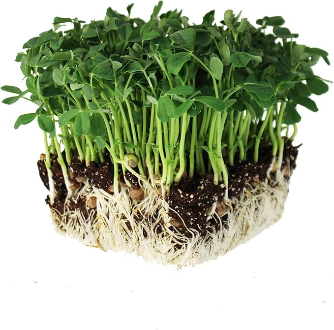 Mountain Valley Seed Co Speckled Pea Sprouting Seeds - 5 Lbs - Certified | Organic Microgreen Seeds Bulk, Non-GMO Green Pea Sprouts Seeds for Microgreens