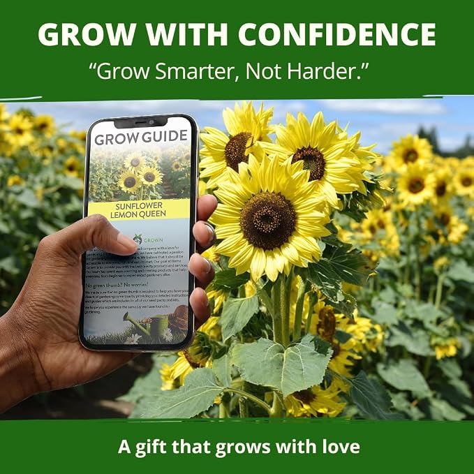 HOME GROWN Lemon Queen Sunflower Seeds for Planting Outdoors – 100 Heirloom Non-GMO Giant Sunflower Seeds to Plant, Open-Pollinated Multi-Bloom Cut Flowers, Heat & Drought Tolerant (Helianthus annuus)