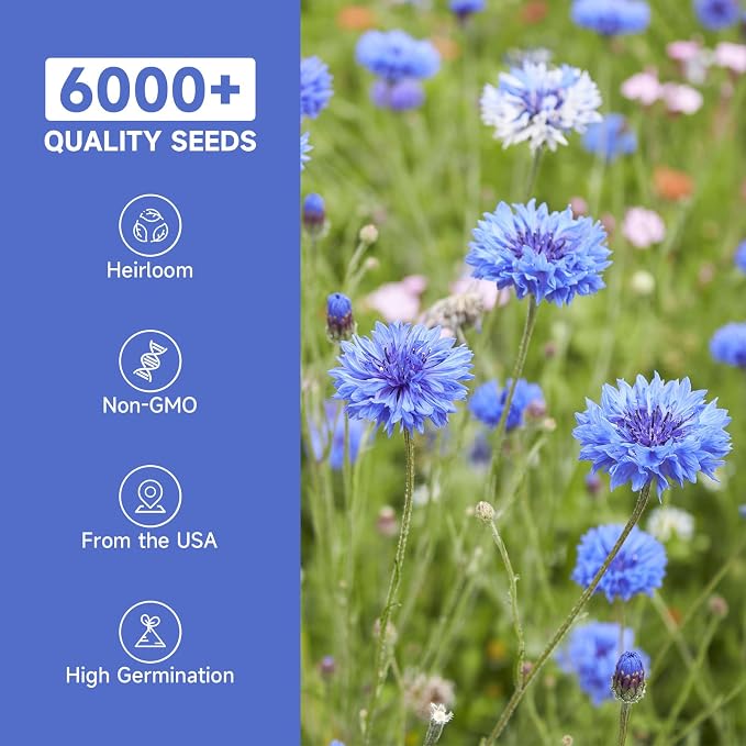 Groundio Bachelor Button Seeds Tall Blue, 6000+ Non-GMO Heirloom Cornflower Seeds, Friendly Flower Seeds Easy to Grow, Perfect for Wildflower & Pollinator Gardens (Centaurea cyanus)