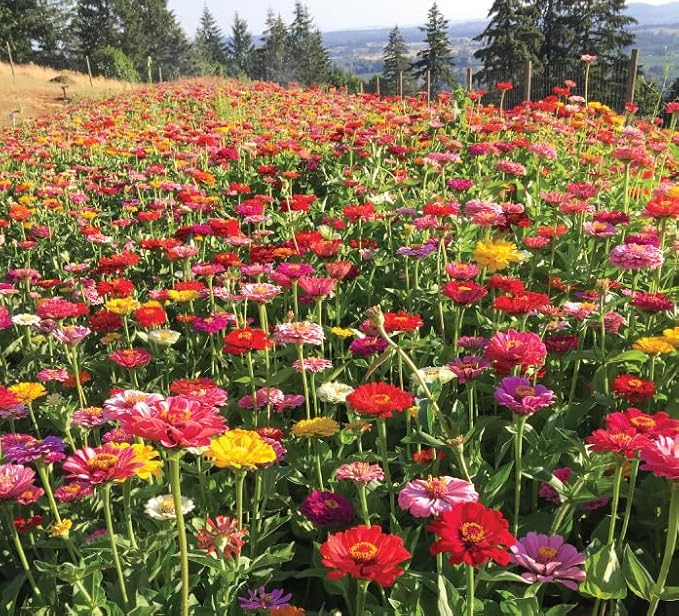 Eden Brothers California Giant Zinnia Seeds for 2026, 1 lb (72,000+ Seeds) - 100% Pure, No Fillers - Heirloom Non-GMO Zinnia Seed Mix, Large Blooms for Cut Flowers & Pollinator Gardens, Zones 3-10