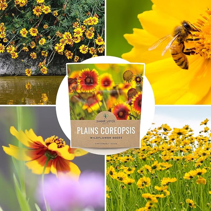Plains Coreopsis Seeds – Native Flowers – Extra Large Packet – Over 100,000 Open Pollinated Non-GMO Wildflower Seeds – Coreopsis tinctorial