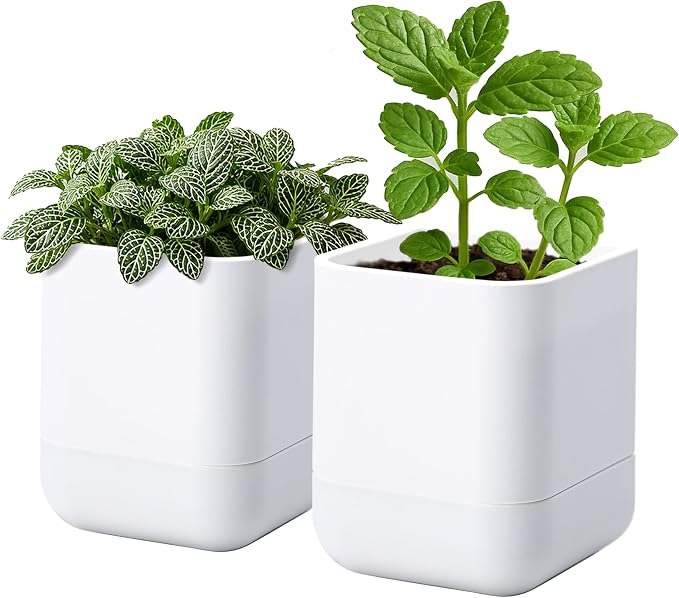Phoenix Vine 3.5 Inch Wall Mounted Self-Watering Planter Pot for Indoor Houseplants and Herbs | Hanging Planter for Window Sills, Bathroom Walls, Home & Office Décor, White, Set of 2, 01-A-D-2