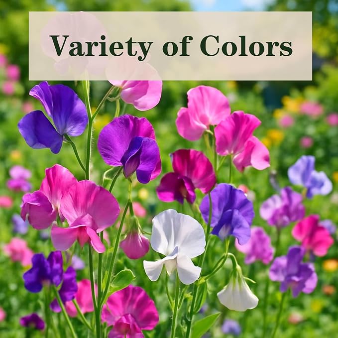 600+ Count Sweet Pea Seeds – Fragrant Flower Seeds, Easy to Grow with High Germination, Colorful Flowering Vines for Trellis, Garden Beds, Balcony, and Patio Planter