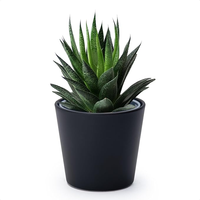 Phoenix Vine 4.5 Inch Black Plastic Cachepot with Clear Nursery Pot, Decorative Lightweight Planter Cover with Transparent Inner Pot for Indoor Houseplants, Pack of 1, 24-B-E-1