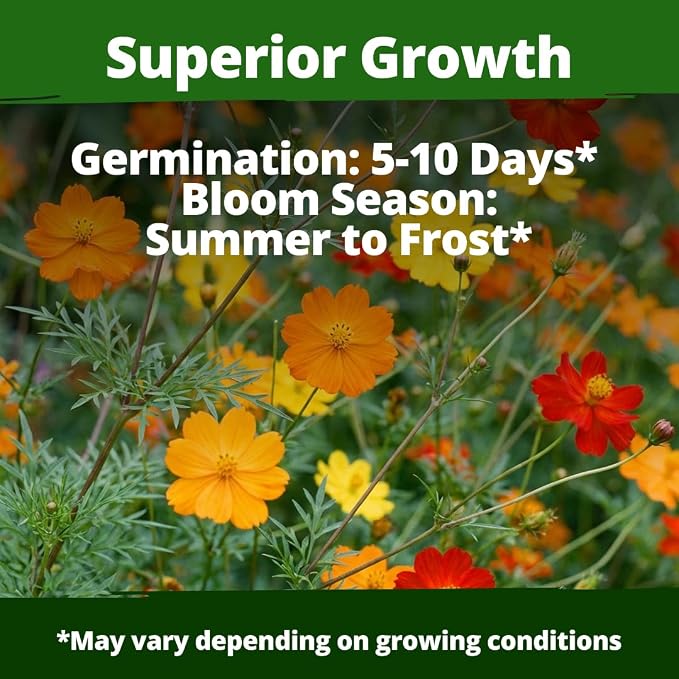 HOME GROWN Cosmos Bright Lights Mix Seeds – 5000 Sulphureus for Planting Spring 2026, Refined Wildflower Herb Seed Mix, Easy Grow Outdoor Flower for Gardens