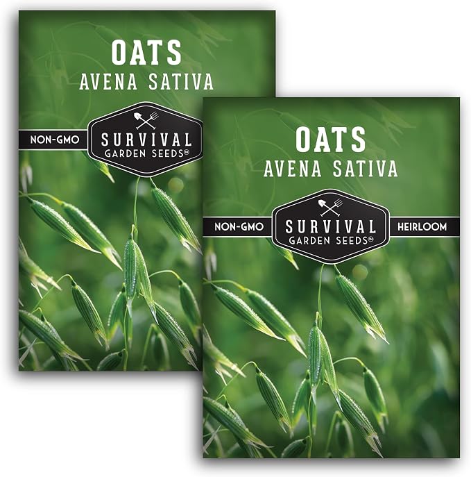 Oat Seeds for Planting – Heirloom Avena Sativa Milky Oats Medicinal Herb & Oatstraw for Tea, Tinctures, and Cover Crops – Heirloom Non-GMO Seeds – Survival Garden Seeds (2 Packs)