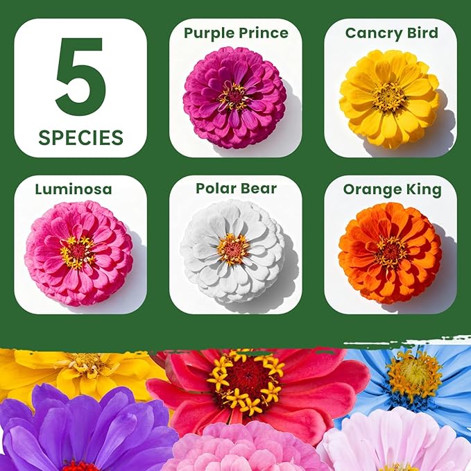2500+ Zinnia Dahlia Seeds Flower Seeds for 2026 Planting, 0.7 Oz, 5 Varieties (Pink, Yellow, Orange, White, Purple), 20G Mixed Colors and Large Blooms, Open Pollinated - Bulk
