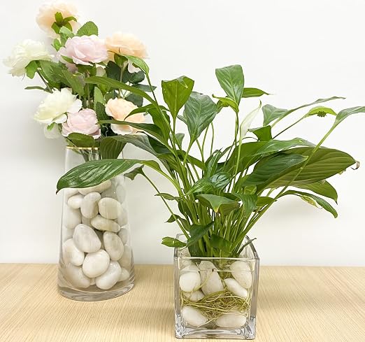FANTIAN 2 lbs Polished White Pebbles for Pebbles, 1-2 Inch Smooth White River Rocks for Plants Potted Vases Fillers Fish Tank Landscaping and Outdoor Garden Decorative Rocks