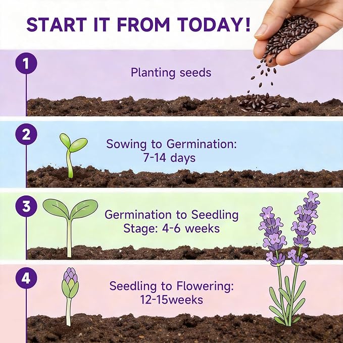 Groundio 1500+ English Lavender Seeds for Planting, Non-GMO | Heirloom | High Germination Dwarf Lavender Herb Seeds for Indoor & Outdoor Pollinator Attract (Lavandula Angustifolia)