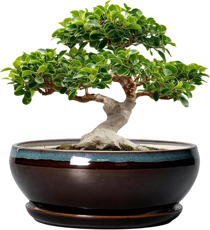 SQOWL Bonsai Planter 12 Inch - Ceramic Succulent Pots Large, Round Shallow Plant Pots Indoor with Drainage Hole and Saucer, Bowl Planter Outdoor for Flower, Room Decor, Housewarming Gifts, Blue-Brown