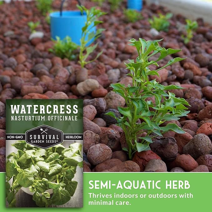 Watercress Seeds for Planting - Heirloom Aquatic Herb Greens - Non-GMO Nasturtium Officinale for Hydroponic Growing - Survival Garden Seeds (2 Packs)