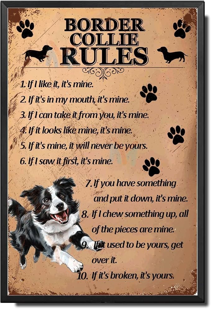 Metal Sign Tin Sign Vintage Wall Art Border Collie Rules Funny Bathroom Wall Decor for Home Decor 8×12 Inches with Metal Frame