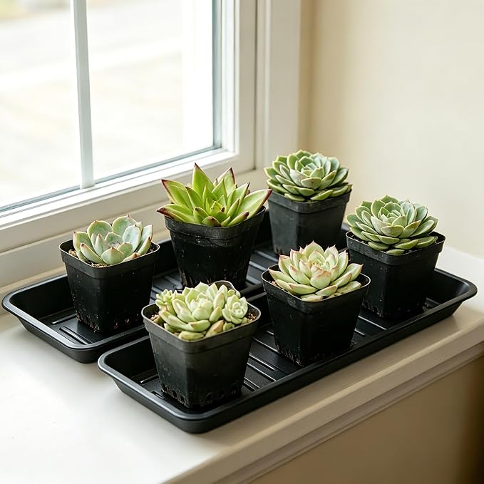 6 Pack Heavy Duty Rectangular Plastic Plant Saucer 6 x 11 Inch, No Holes Water Catcher Tray for Flower Pots, Indoor Outdoor Drip Tray for Windowsill & Window Box, Seed Tray & Nursery Plant Tray, Black