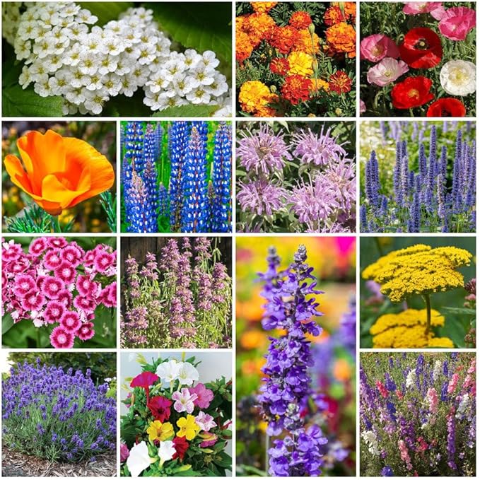 Grow Your Own Vibrant Annual and Perennial Wildflower Garden Seed Mixture, Varieties for Pollinators and Spring Gardens - Deer Resistant Mix, 50 lbs