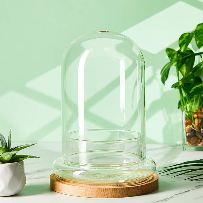 2 Pcs 5.9 x 7.9 Inch Glass Terrarium Dome Cloche with Air Hole & Glass Base, Clear Terrarium Containers Ventilated Plant Humidity Dome for Carnivorous Plants Orchids Tropical Cuttings, No Leakage