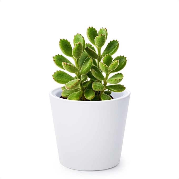Phoenix Vine 4.5 Inch White Plastic Cachepot with Clear Nursery Pot, Decorative Lightweight Planter Cover with Transparent Inner Pot for Indoor Houseplants, Pack of 1, 24-B-D-1