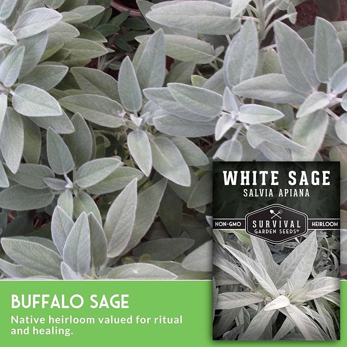 Survival Garden Seeds White Sage Seeds for Planting, 3 Packs | Salvia Apiana Seed, Native California Plant for Warm Dry Gardens & Smudging Herbs - Open-Pollinated Variety