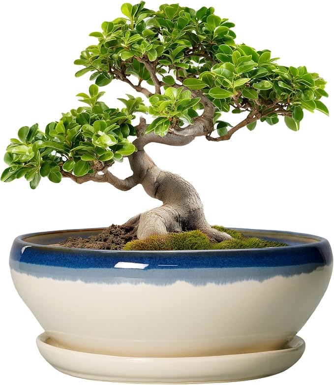 SQOWL Bonsai Pots, 10 Inch Ceramic Pots for Succulents, Blue-Beige | Shallow Planter with Drainage Hole and Saucer, Round Succulent Planters Bowl, Kitchen Decor, Housewarming Gifts