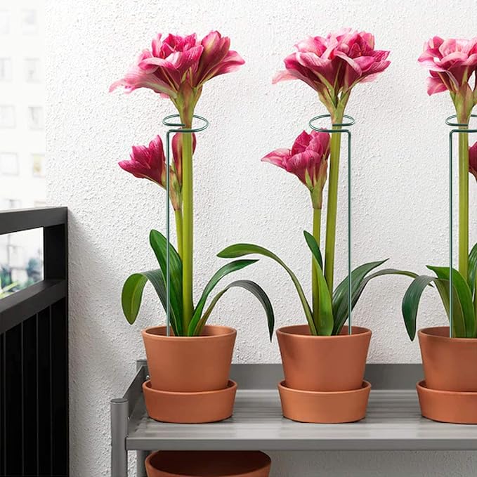 HiGift 10 Pack 24 inch Plant Stakes and Supports, Metal Flower Stakes for Potted Plant Indoor, Garden Stakes for Tall Plant Single Stem Flowers Amaryllis Tomatoes Peony Lily Rose (61 cm Long)