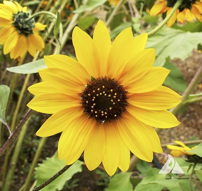 Marde Ross & Company Wild Sunflower Seeds - Attracts Bees and Butterflies - Non GMO - Highly Adaptable to Dry to Moderate Moisture and Variety of Soil Types - 2-8 Feet Height