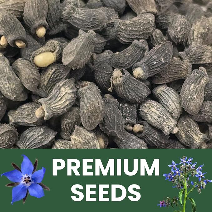 Borage – 4,000 Seeds for Planting – 2026 Season – 4 Ounce Pouch
