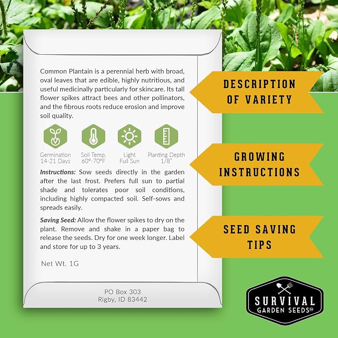 Plantain Seeds for Planting - Common Plantain (Plantago Major) Edible Broadleaf Medicinal Herb for Herbal Garden - Heirloom Non-GMO Open Pollinated - Survival Garden Seeds (5 Pack)