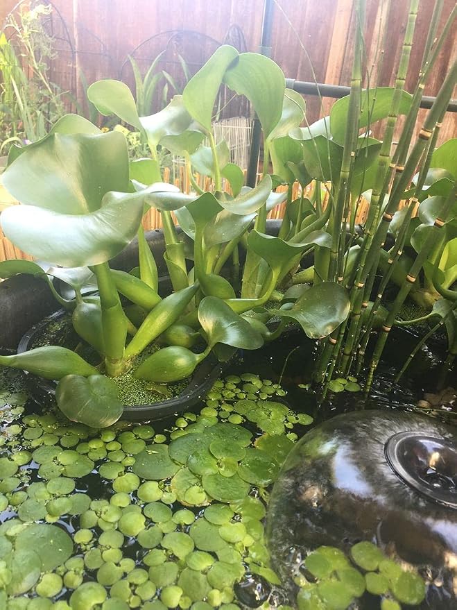 PondH2o Contour Kidney Shaped Plastic Slotted Mesh Aquatic Pond Plant Basket, 17 Inch (44cm), Value Three (3) Pack, Perfect for Lily's, Planting Pot, Baskets for Water Gardens, Aquaponics, Hydroponics