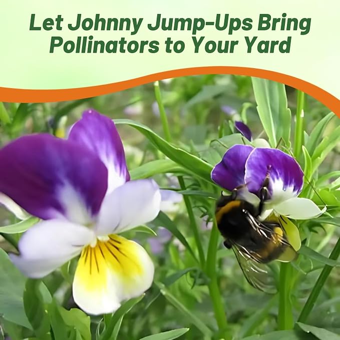 Outsidepride Johnny Jump Up Viola Wild Flower Seeds - 1/8 lb Easy-to-Grow, Compact & Hardy Perennial Seeds for Planting Outdoors, Ideal for Pollinators, Garden Beds, Containers, & Hanging Baskets