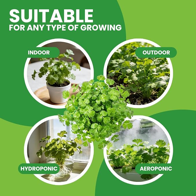 1200+ Cilantro Seeds for Planting Indoor Outdoor - Heirloom Coriander Herbs Seeds Kitchen Cooking Salads Vegetable Garden Easy to Grow