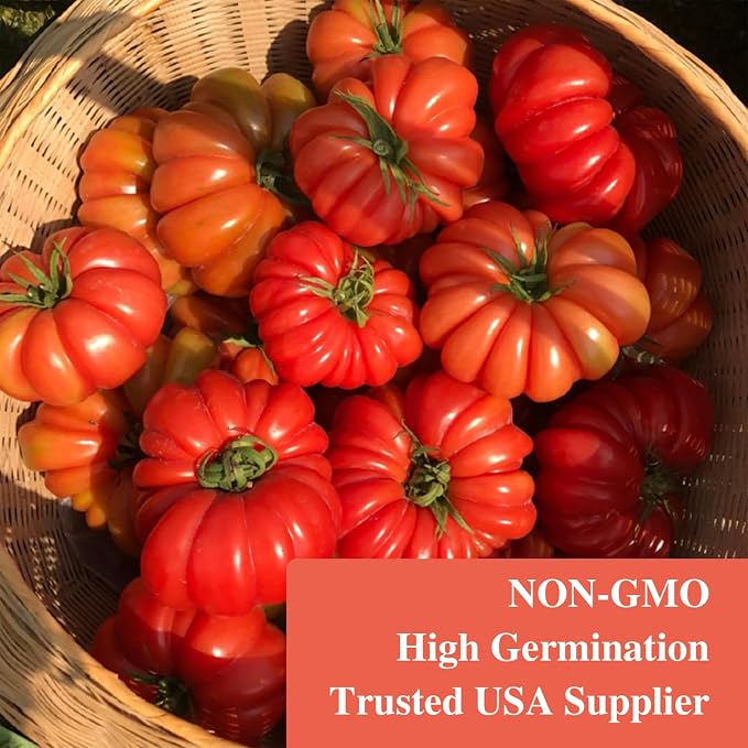 Groundio Beefsteak Tomato Seeds Non-GMO Heirloom Seeds, High Germination Indeterminate for Planting, Large Meaty Slicing Fruits, High Yield Summer Garden (Solanum lycopersicum)