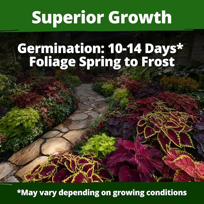 HOME GROWN Coleus Seeds for Planting – 900 Rainbow Coleus Plant Seeds, Multicolor Spring 2026 Flower Seed Annual/Perennial House Plants for Garden Outdoors & Indoors (Plectranthus scutellarioides)