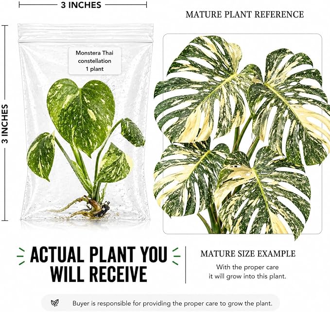 Monstera Thai Constellation Tissue Culture Starter Plant, Variegated Tropical Live Plants, Variegated Plants Live houseplants, Tropical Indoor Plants
