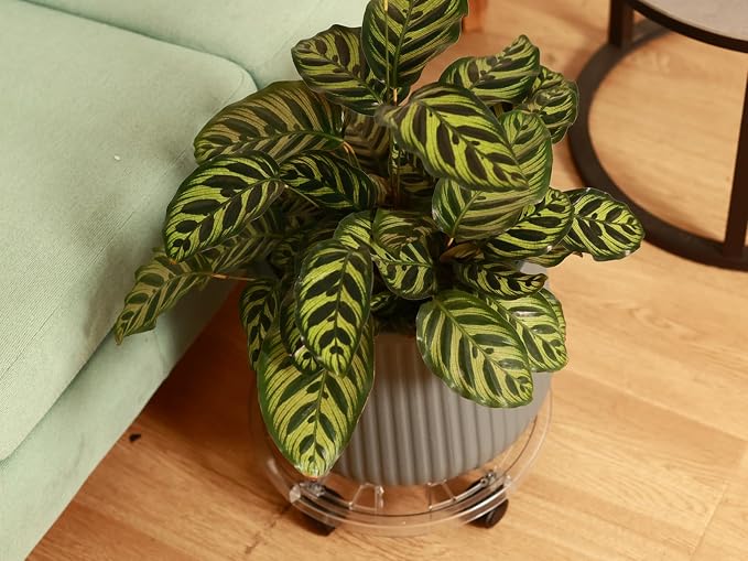 4 Packs 10.2 inches Small Clear Plant Caddy Plant Saucers on Wheels Rolling Plant Stands Heavy-duty Plant Dolly Plastic Planter Roller Base Pot Movers Outdoor Plant Tray Coaster