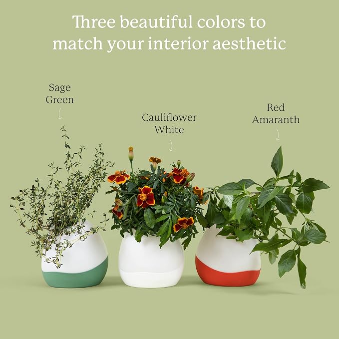 Gardyn Vase Complete Kit - Red Amaranth | Designed for use with Gardyn hydroponics growing system kits & vertical garden hydroponic gardens, indoor plants