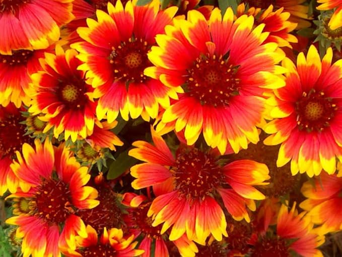 ~ Annual Gaillardia Seeds, Indian Blanket Flower -Gaillardia pulchella (1/4 Lb) 56,250 Seeds Non GMO Bulk