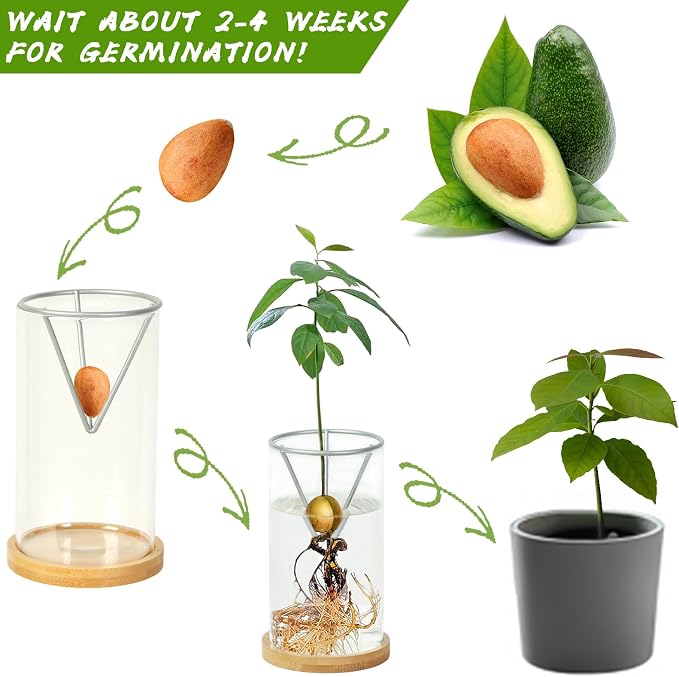 Bylion Avocado Tree Growing Kits, Avocado Growing Vase Wooden Base Avocado Seed Starter Vase Glass Plant Pot Easy Seed Sprout Starter Gift for Women Gardening Lovers Home Office Table Decoration