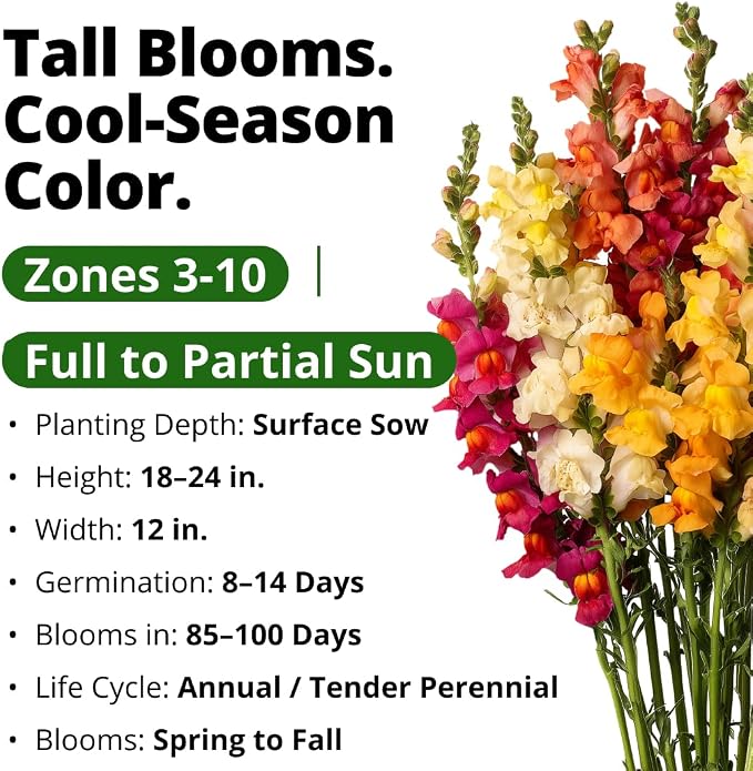 HOME GROWN Snapdragon ‘Tetra’ 7000 Seeds 1.1g Snapdragon Seeds Perennial Tall Flower Seeds to Plant Outside – Vibrant Mixed Colors, Cottage Gardens & Seasonal Bedding Displays (Antirrhinum majus)