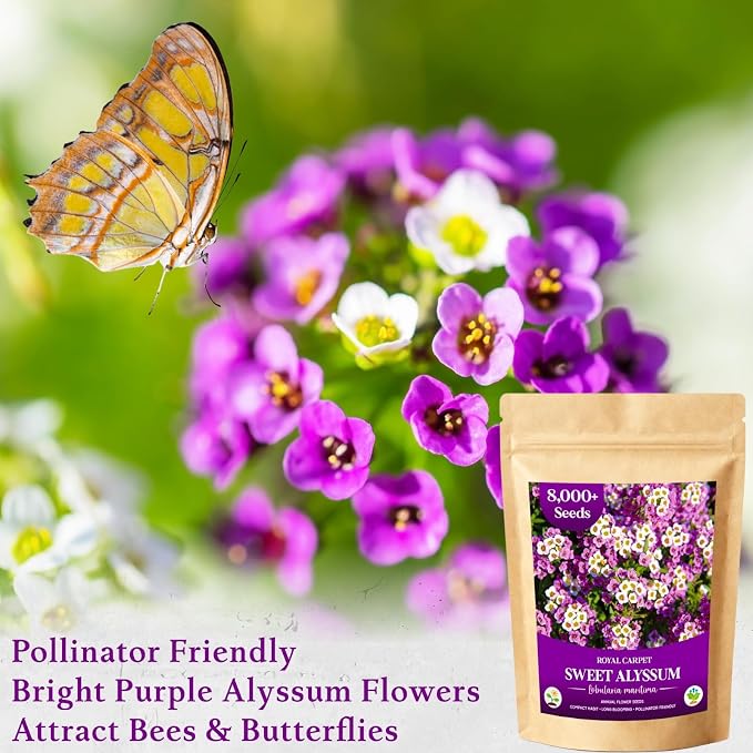 8000+ Purple Sweet Alyssum Seeds for Planting - Royal Carpet Alyssum Flower Seeds, Fragrant Ground Cover for Outdoor Gardens, Borders, Containers & Rock Gardens, Attracts Bees & Butterflies